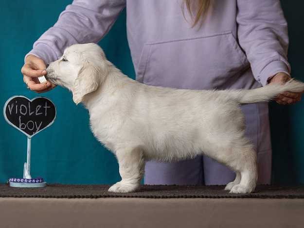 Фото AmberShark Cuba Libre стойка