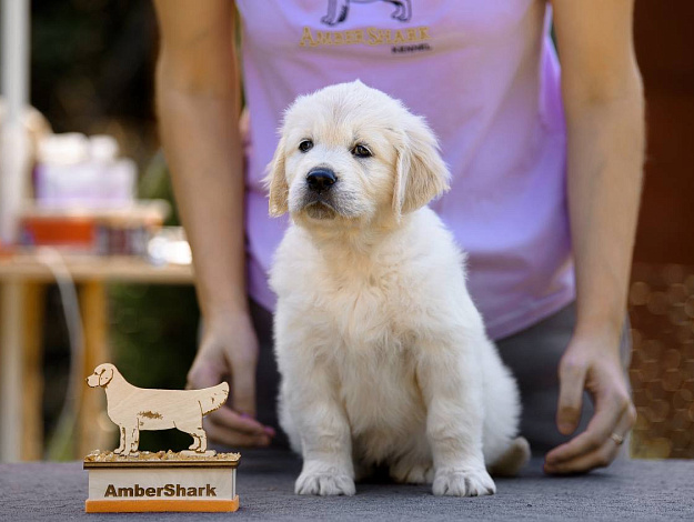 Фото Ambershark Enigma Manic Star морда