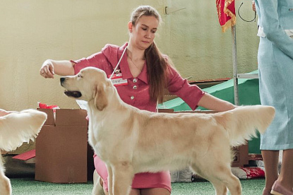 Российский ретривер клуб "Ретривер - 2024" Москва_0