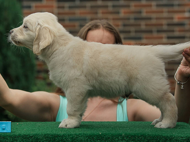 Фото AmberShark Addicted to You стойка