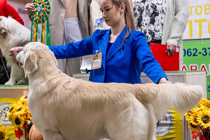 Национальная выставка собак всех пород_1