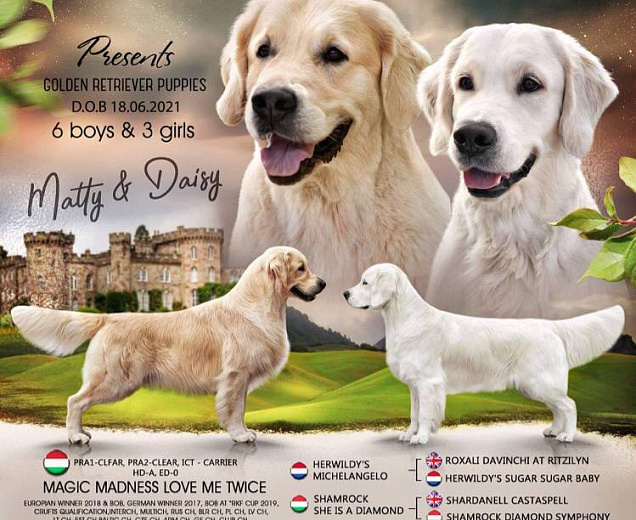 Фото Помет "A" морда