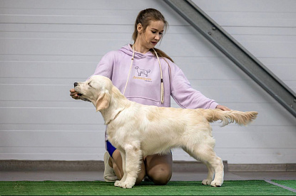 Национальная выставка собак всех пород г. Калининград_0