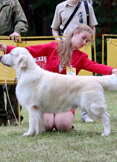 Национальная выставка собак всех пород 