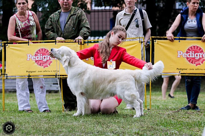 Национальная выставка собак всех пород _3