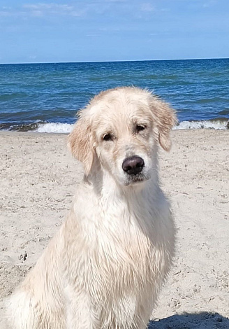 Фото Рейчел морда