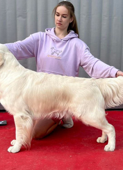 Национальная выставка собак всех пород 