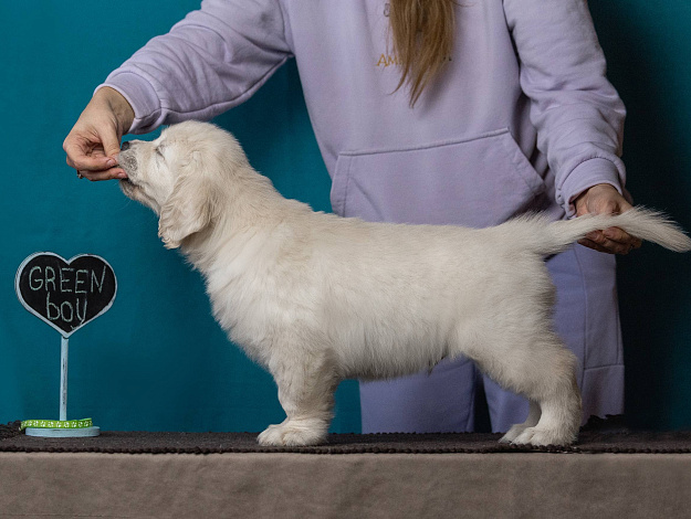 Фото AmberShark Carpe Diem стойка