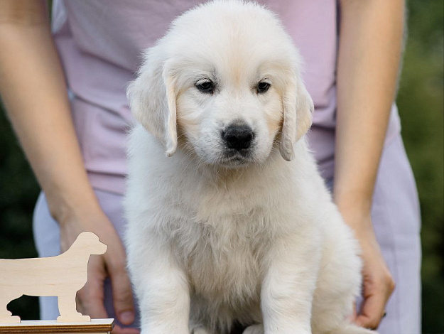 Фото AmberShark Fabulous Girl морда