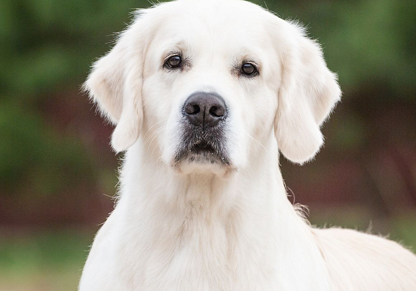 Фото Григорий морда