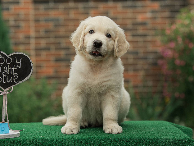 Фото AmberShark Addicted to You морда