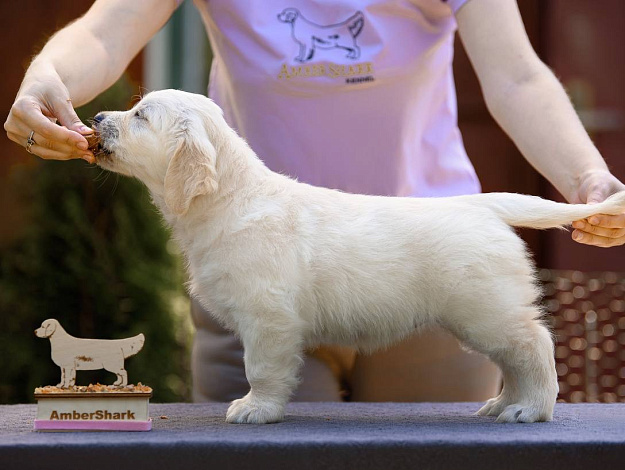 Фото Ambershark Exclusive Diamond стойка