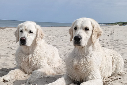 Море и голдены_12