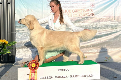 Национальная выставка собак всех пород_0