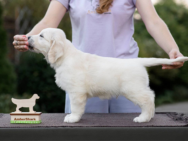 Фото AmberShark Future Star стойка