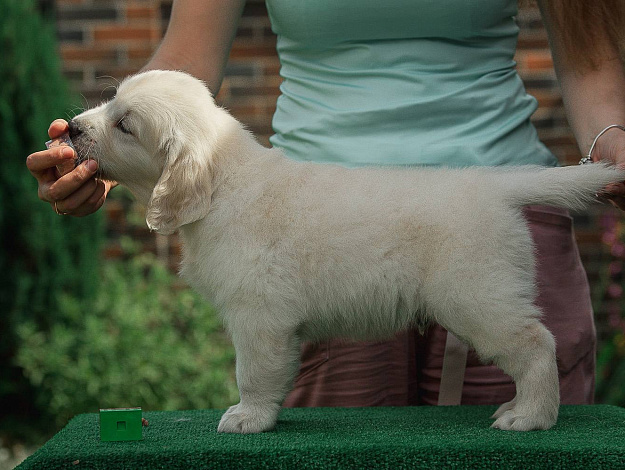 Фото AmberShark A Star Is Born стойка