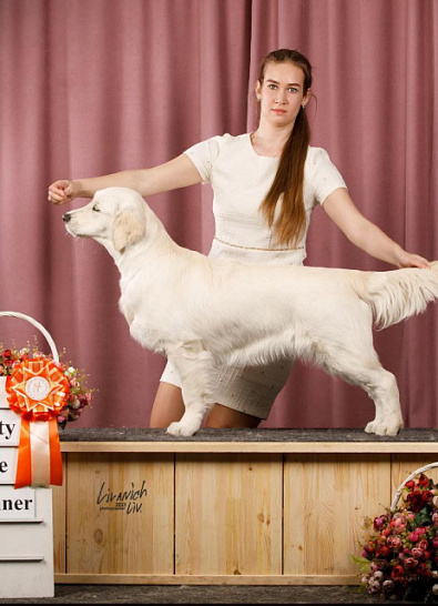 Российский ретривер клуб "Ретривер - 2023" Москва