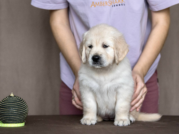 Фото AmberShark Dancing Queen морда