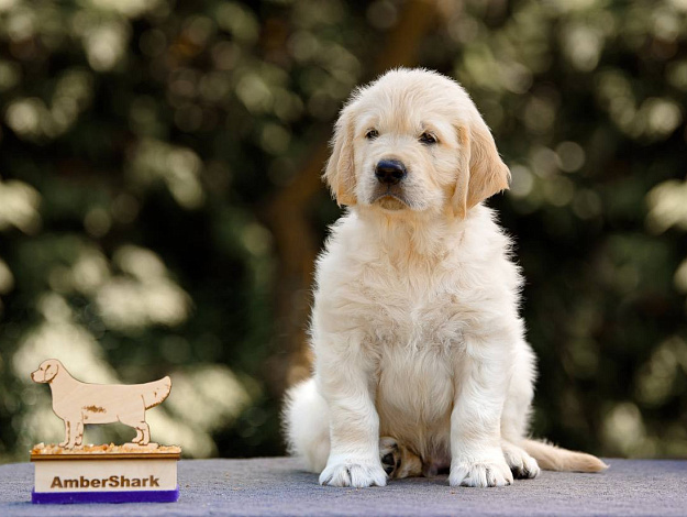 Фото Ambershark Energy Life морда