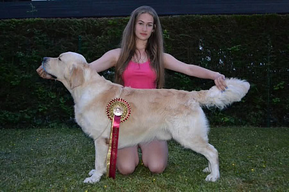 Международная выставка собак всех пород  BLED (Slovenia)_1