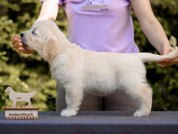 Фото Ambershark Express Yourself стойка