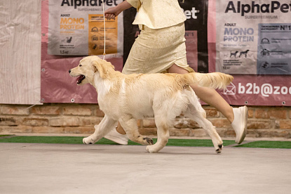 Национальная выставка собак всех пород_1