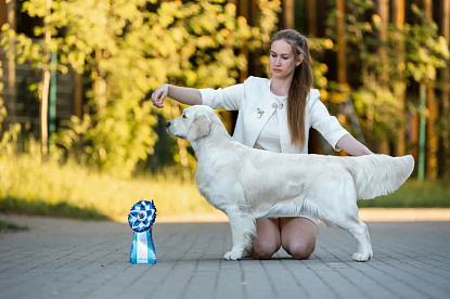 Национальная выставка собак всех пород _0