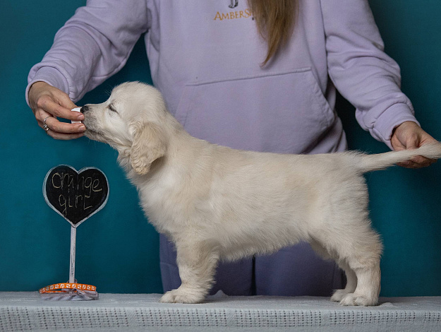 Фото AmberShark Carte Blanche стойка