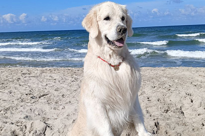 Море и голдены_3