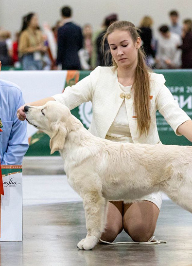Выставка собак ранга "ЧРКФ с особым статусом" "Евразия 2023", г. Москва