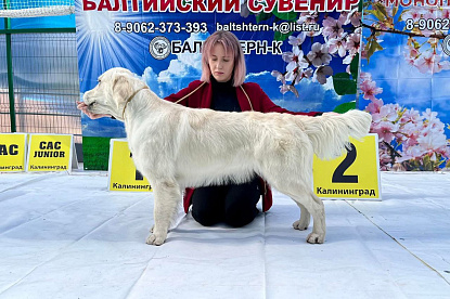 Национальная выставка собак всех пород _0