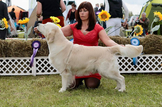 Фото Marchello стойка