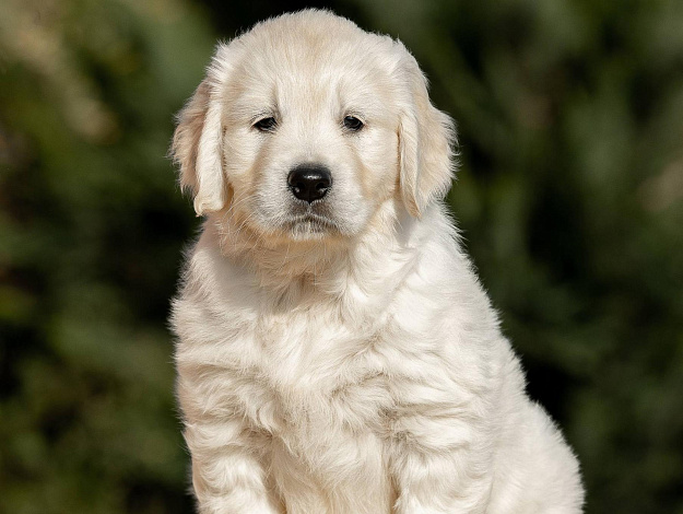 Фото AmberShark Bright Like A Diamond морда