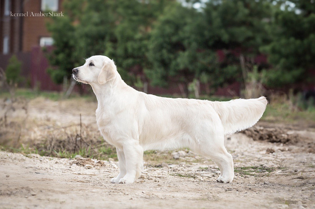 Фото Ева стойка