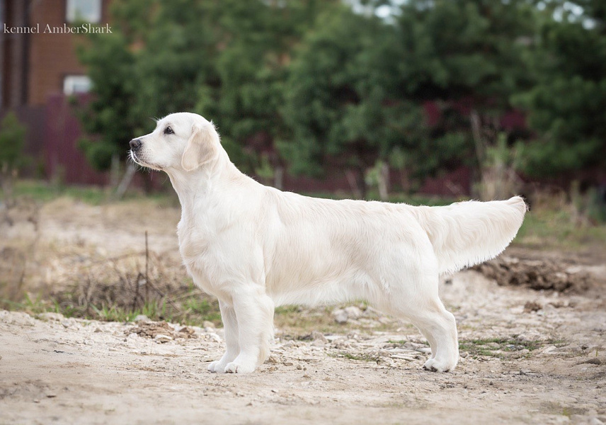 Фото Ева стойка