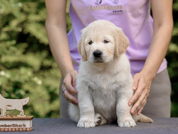 Фото Ambershark Express Yourself морда