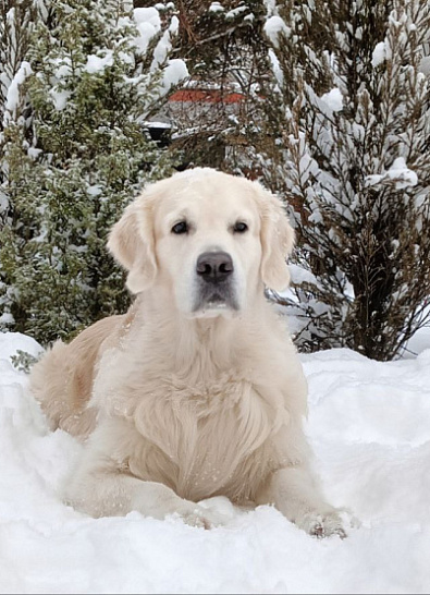 Зима и голдены