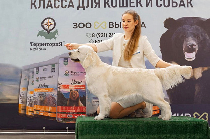 Национальная выставка собак всех пород _1