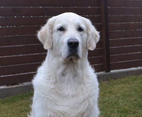 Фото Джейк морда