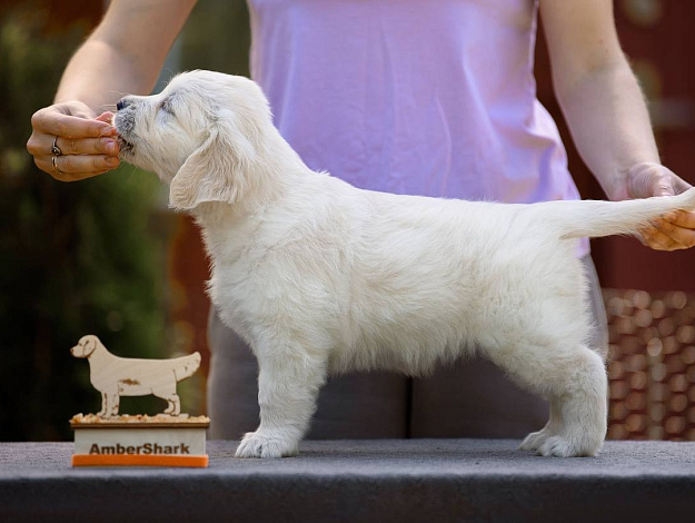 Фото Ambershark Enigma Manic Star стойка