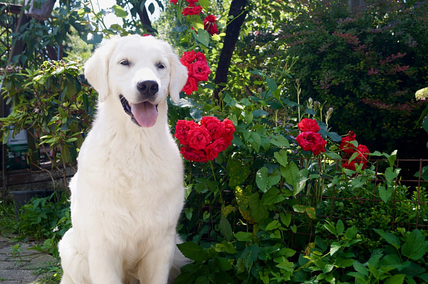Фото Пайпер морда