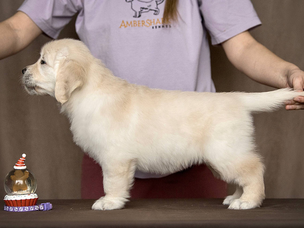 Фото AmberShark Do What You Want стойка