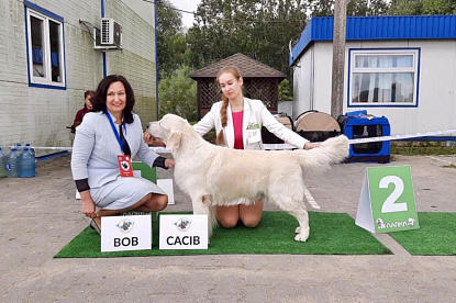 Международная выставка собак всех пород _1
