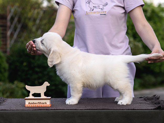 Фото AmberShark Flame Of Love стойка