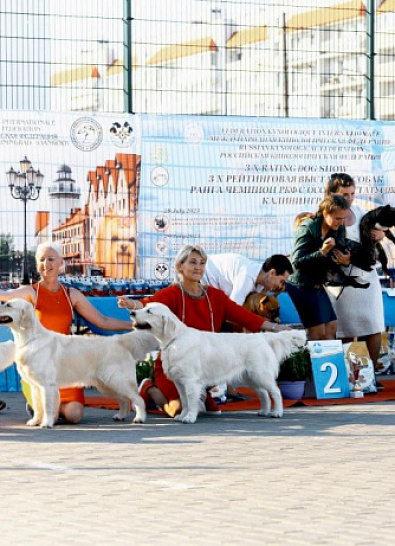 Национальная выставка собак всех пород