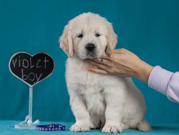 Фото AmberShark Cuba Libre морда