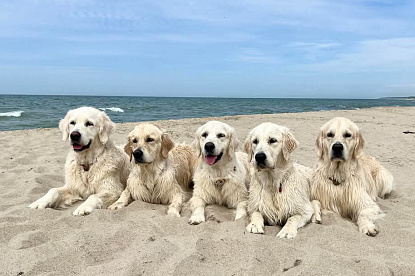 Море и голдены_4