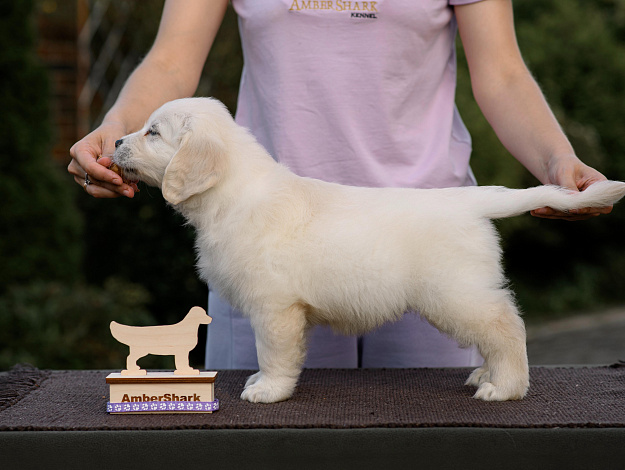 Фото AmberShark Famous Diamond стойка