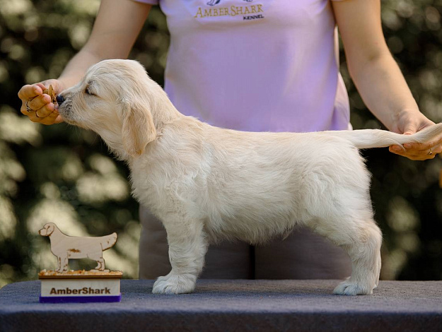 Фото Ambershark Energy Life стойка