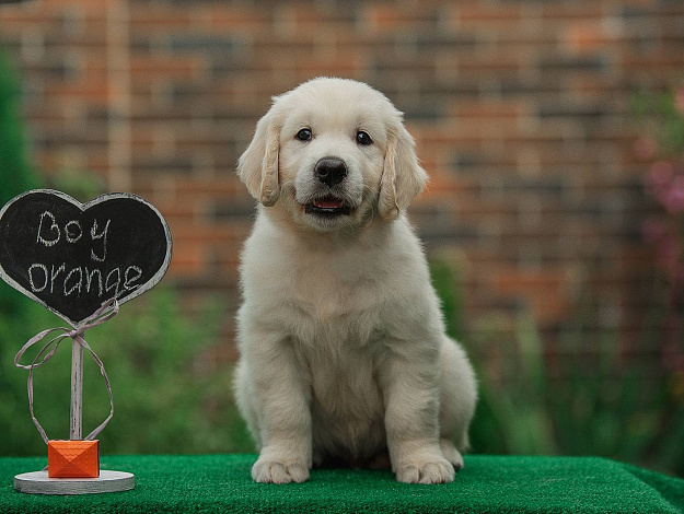 Фото AmberShark As Hot As Hell морда